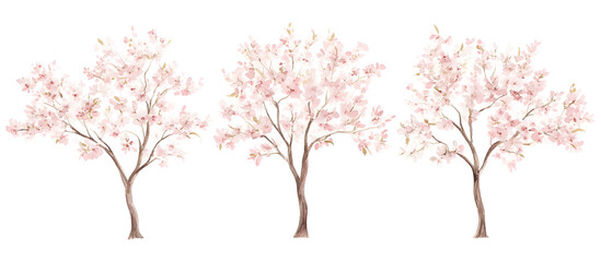 Watercolor illustration of three cherry blossom trees with pink flowers isolated on transparent background