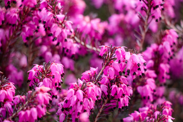 Blooming pink heather flowers in spring