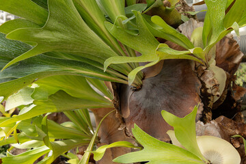 Close-up of staghorn fern foliage and basal fronds © Sarolta Nagy