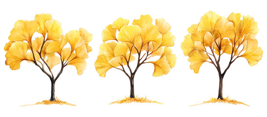 Watercolor painting of three ginkgo trees with vibrant yellow autumn leaves isolated on transparent background