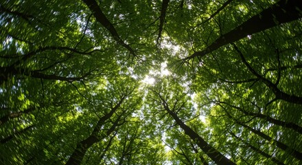 Fototapeta premium Sunlit Canopy Towering trees reach for the sky in a vibrant upward perspective