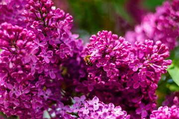 Bee gathering nectar on vivid lilac flowers in sunny spring garden
