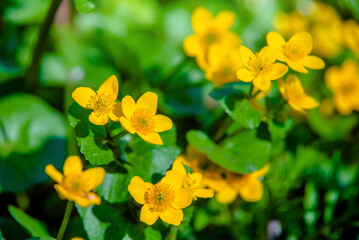 bloodroot on a green natural background