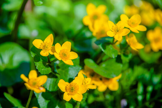 bloodroot on a green natural background
