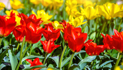 red tulips bloom on a green natural background
