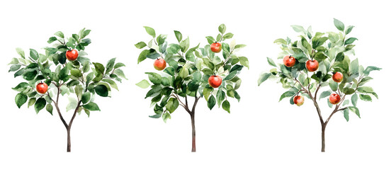 Watercolor illustration of apple trees with ripe apples on branches and green leaves isolated on transparent background