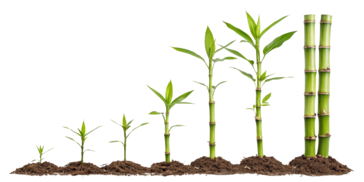Bamboo Growth Stages, Isolated on Transparent Background, Plant Growth, Nature, plant, growth, bamboo