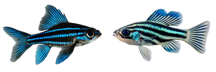 Set of a Black and blue striped zebrafish, isolated on transparent background.