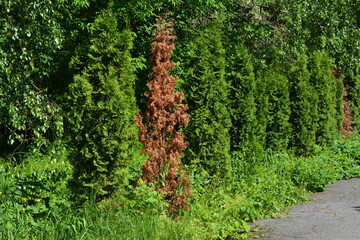 Withered thuja. Green fence hedge from green thuja trees with withered thuja.