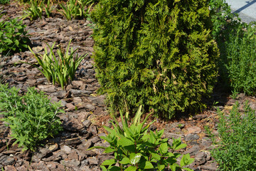 Fototapeta premium Flower bed mulched with pine bark. Pine bark mulch is known for its durability and longevity in the garden.