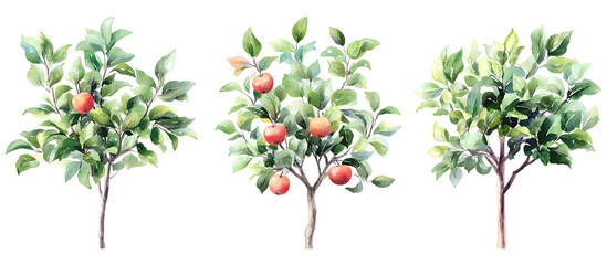 Watercolor illustration of apple trees with ripe apples on branches and green leaves isolated on transparent background