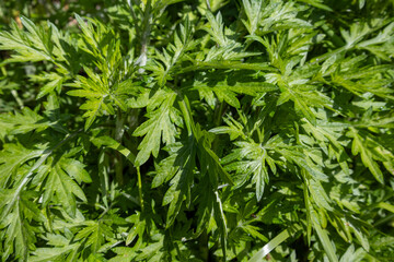 Various kinds of healthy food herbs from spring mountains