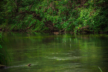 A river in the wild in summer