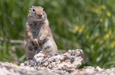 Prairie Dog in Yellowstone National Park, Wyoming, USA