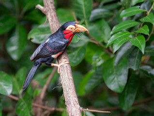 Bearded Barbet bird at Bird Paradise in Singapore 