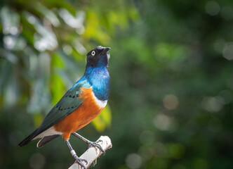 Superb starling bird at Bird Paradise in Singapore 