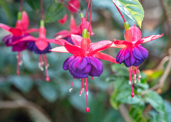 Fuchsia Voodoo plants in The Gardens by the Bay city park, Singapore © dvlcom