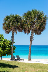 The stunning seascape of the Bahamas is perfect for holiday travel. The island features crystal-clear water and palm trees on the sand. Sun loungers sit in the shade of a palm tree by the shore.