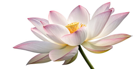 Pink Lotus Flower Close-up, Isolated on Transparent Background, Serenity, Floral, Nature, lotus, flower, blossom