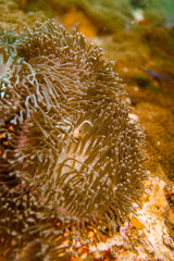 Beautiful clownfish in the anemone in the warm tropical water of Thailand, Similan islands in the Andaman Sea in Asia. Underwater scuba diving