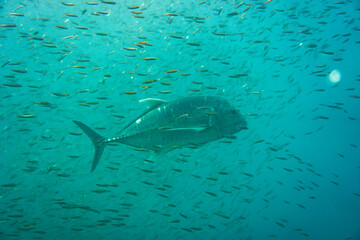 Beautiful travelly fish swimming in the colourful coral reef in the Similan Islands in Thailand, Andaman Sea in Asia. Scuba Diving underwater photography