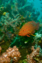 Beautiful coral fish swimming in the colourful coral reef in the Similan Islands in Thailand, Andaman Sea in Asia. Scuba Diving underwater photography