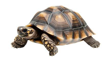 Obraz premium Radiated Tortoise Shell, Detailed Closeup, Isolated on Transparent Background, Reptile, Animal, Reptile, Tortoise, Shell