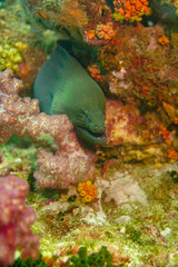 Beautiful green moray eel swimming in the colourful coral reef in the Similan Islands in Thailand, Andaman Sea in Asia. Scuba Diving underwater photography