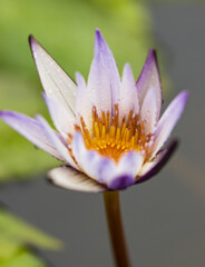 Fototapeta premium A flower with a yellow center and purple petals