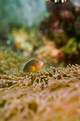Beautiful clownfish in the anemone in the warm tropical water of Thailand, Similan islands in the Andaman Sea in Asia. Underwater scuba diving