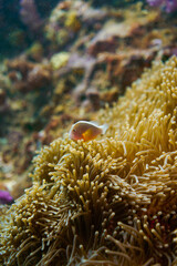 Beautiful clownfish in the anemone in the warm tropical water of Thailand, Similan islands in the Andaman Sea in Asia. Underwater scuba diving
