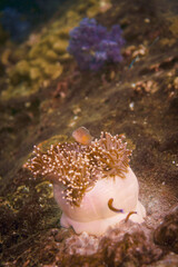 Beautiful clownfish in the anemone in the warm tropical water of Thailand, Similan islands in the Andaman Sea in Asia. Underwater scuba diving
