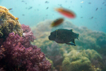 Beautiful pufferfish puffer fish swimming in the colourful coral reef in the Similan Islands in Thailand, Andaman Sea in Asia. Scuba Diving underwater photography