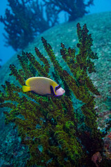 Beautiful emperor angelfish angel fish swimming in the colourful coral reef in the Similan Islands in Thailand, Andaman Sea in Asia. Scuba Diving underwater photography