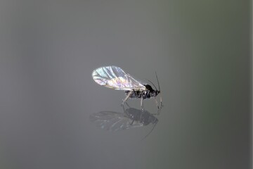 Winged Aphid on Reflective Surface with Iridescent Wings