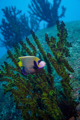 Beautiful emperor angelfish angel fish swimming in the colourful coral reef in the Similan Islands in Thailand, Andaman Sea in Asia. Scuba Diving underwater photography