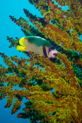 Beautiful emperor angelfish angel fish swimming in the colourful coral reef in the Similan Islands in Thailand, Andaman Sea in Asia. Scuba Diving underwater photography