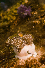 Beautiful clownfish in the anemone in the warm tropical water of Thailand, Similan islands in the Andaman Sea in Asia. Underwater scuba diving