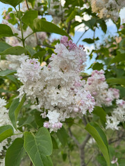 Blooming lilac flowers on a sunny day with lush green leaves