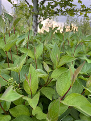 Lush green foliage with pointed leaves and tree in natural outdoor setting