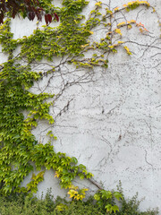 Green ivy vines climbing on white concrete wall with textured surface