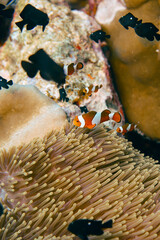 Beautiful clownfish in the anemone in the warm tropical water of Thailand, Similan islands in the Andaman Sea in Asia. Underwater scuba diving
