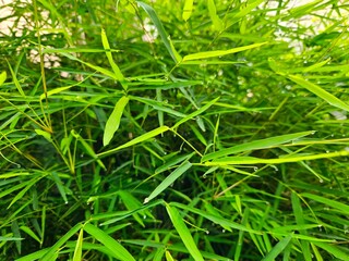 Close-up of bamboo leaves with morning dew, perfect for nature, freshness, or eco-friendly themes