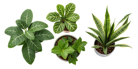 Collection of Potted Houseplants, Isolated on Transparent Background, Top View, Green Foliage, Houseplants, Indoor Plants, Greenery