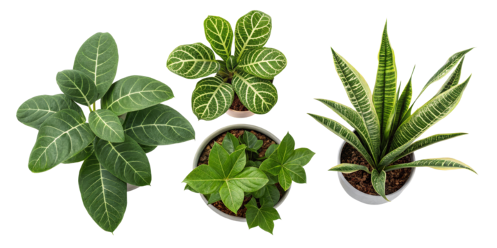 Collection of Potted Houseplants, Isolated on Transparent Background, Top View, Green Foliage, Houseplants, Indoor Plants, Greenery