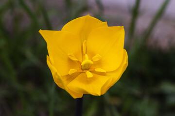 yellow flowers