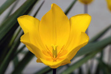 yellow tulip flower