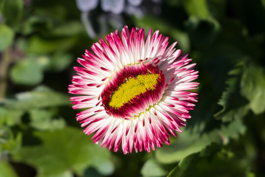 Close-up photo of a mutated daisy 