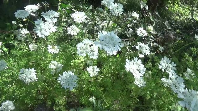 Large white flowers in a wild forest in a light breeze. Orlaya annuals with finely divided leaves and panicles of lacy pink or white flowers