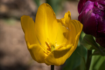 close-up photo of a yellow tulip